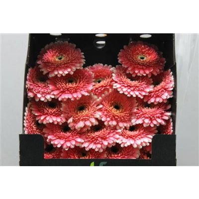 Gerbera Mi Diamond Pomponi Rockstar