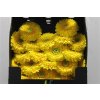 Gerbera Mi Diamond Pomponi Sunlight