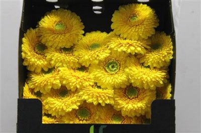 Gerbera Mi Diamond Pomponi Sunlight