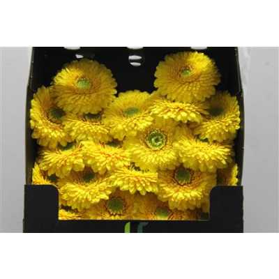 Gerbera Mi Diamond Pomponi Sunlight
