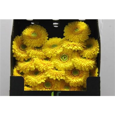 Gerbera Mi Diamond Pomponi Sunlight
