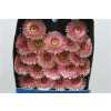 Gerbera Mi Diamond Pomponi Tracey