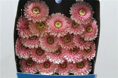 Gerbera Mi Diamond Pomponi Tracey