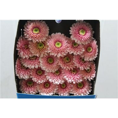 Gerbera Mi Diamond Pomponi Tracey