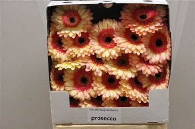 Gerbera Mi Diamond Prosecco
