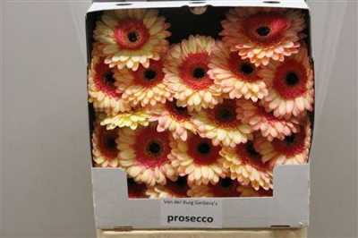 Gerbera Mi Diamond Prosecco