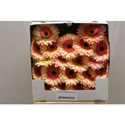 Gerbera Mi Diamond Prosecco