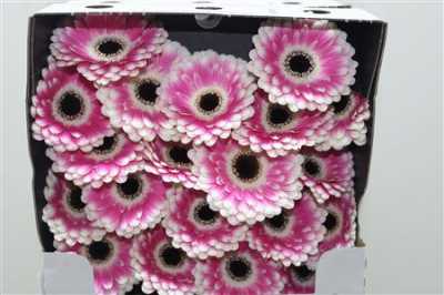 Gerbera Mi Diamond Puck