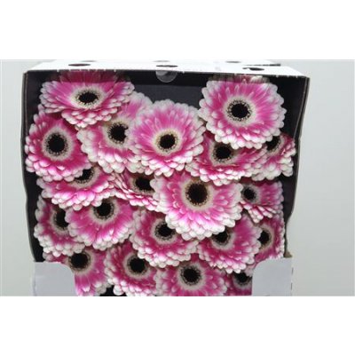 Gerbera Mi Diamond Puck