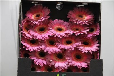 Gerbera Mi Diamond Purple Wonder