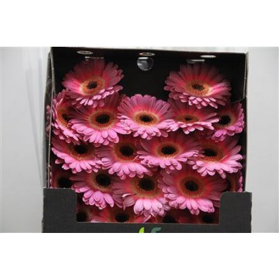 Gerbera Mi Diamond Purple Wonder