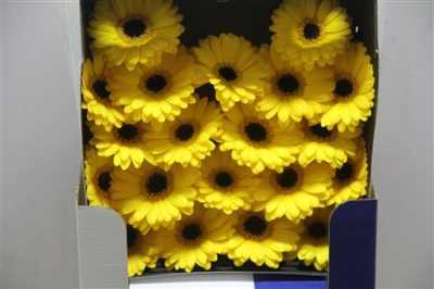 Gerbera Mi Diamond Sailor