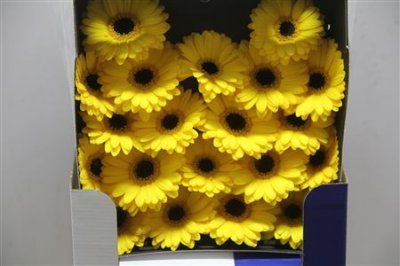 Gerbera Mi Diamond Sailor