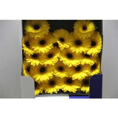 Gerbera Mi Diamond Sailor