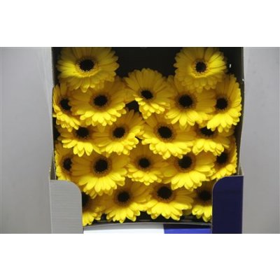 Gerbera Mi Diamond Sailor
