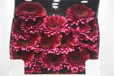 Gerbera Mi Diamond Sandero