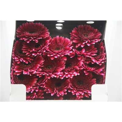 Gerbera Mi Diamond Sandero