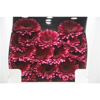Gerbera Mi Diamond Sandero
