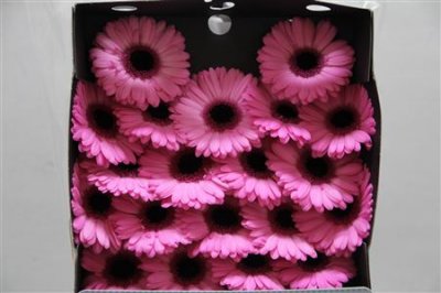 Gerbera Mi Diamond Senna