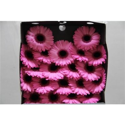 Gerbera Mi Diamond Senna