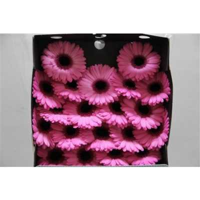 Gerbera Mi Diamond Senna