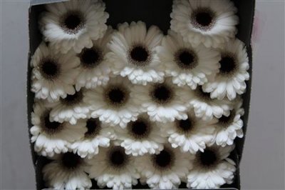Gerbera Mi Diamond Snoopy