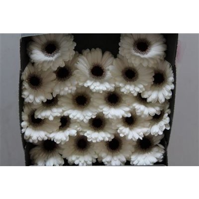 Gerbera Mi Diamond Snoopy