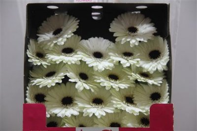 Gerbera Mi Diamond Snowy