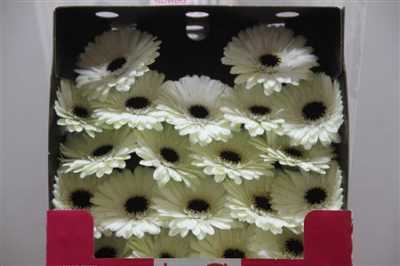 Gerbera Mi Diamond Snowy