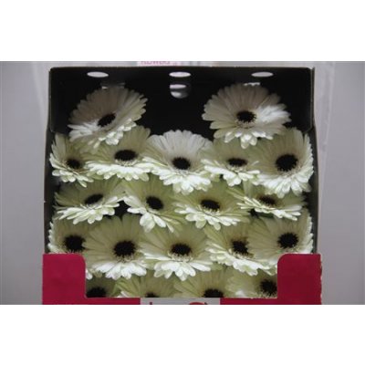 Gerbera Mi Diamond Snowy