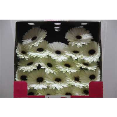 Gerbera Mi Diamond Snowy