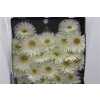 Gerbera Mi Diamond Spider Blincker