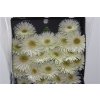 Gerbera Mi Diamond Spider Blincker