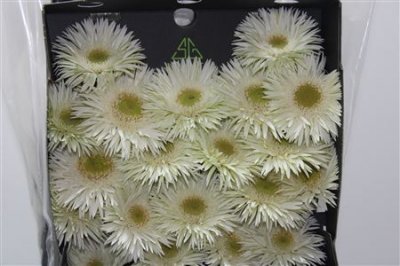 Gerbera Mi Diamond Spider Blincker