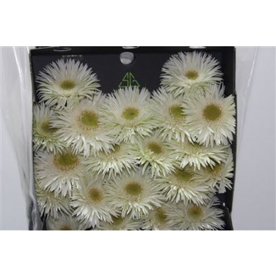Gerbera Mi Diamond Spider Blincker
