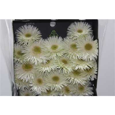 Gerbera Mi Diamond Spider Blincker