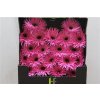 Gerbera Mi Diamond Spider Bouquet