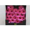 Gerbera Mi Diamond Spider Bouquet