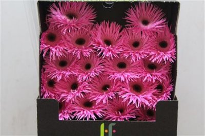 Gerbera Mi Diamond Spider Bouquet