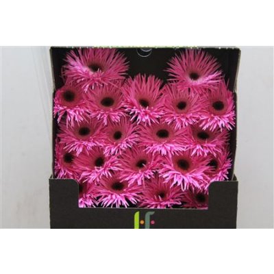 Gerbera Mi Diamond Spider Bouquet