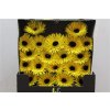 Gerbera Mi Diamond Spider Butterfly
