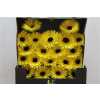 Gerbera Mi Diamond Spider Butterfly