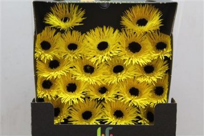 Gerbera Mi Diamond Spider Butterfly