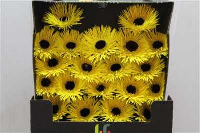 Gerbera Mi Diamond Spider Butterfly