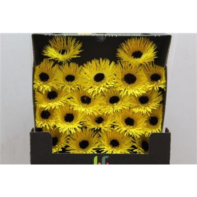 Gerbera Mi Diamond Spider Butterfly