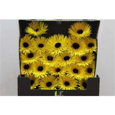 Gerbera Mi Diamond Spider Butterfly