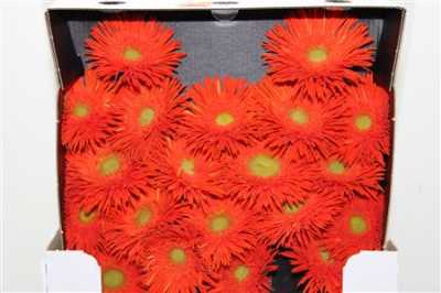 Gerbera Mi Diamond Spider Cobra