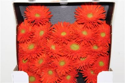Gerbera Mi Diamond Spider Cobra