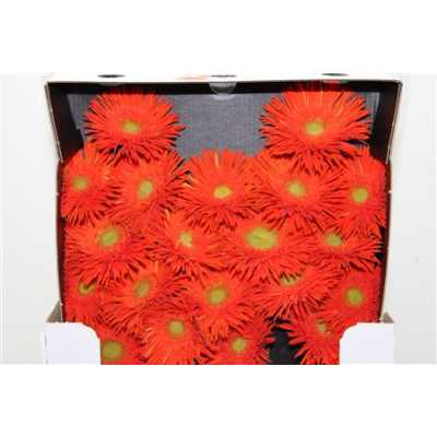 Gerbera Mi Diamond Spider Cobra