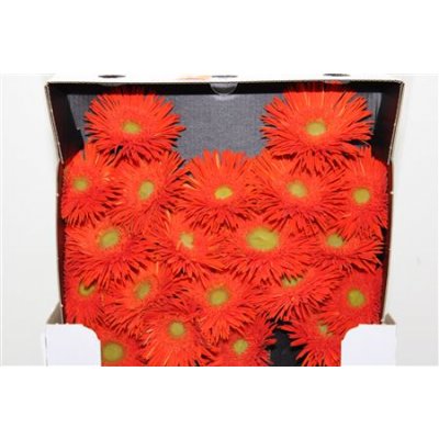 Gerbera Mi Diamond Spider Cobra